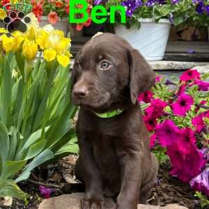 Ben, Chocolate Labrador Retriever Puppy